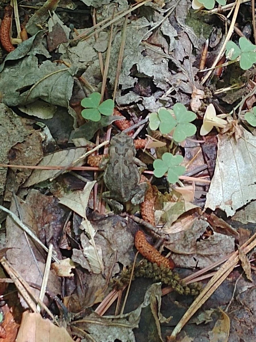 Can you spot the creature we found on the trail?